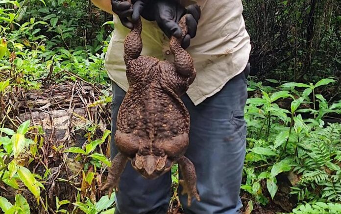Toadzilla-