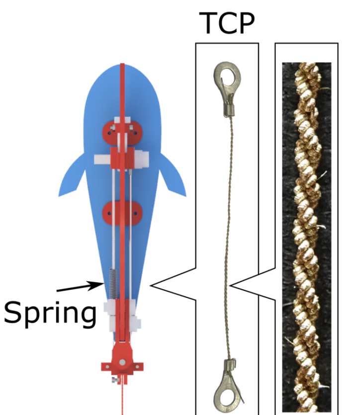 antagonistic muscles-article