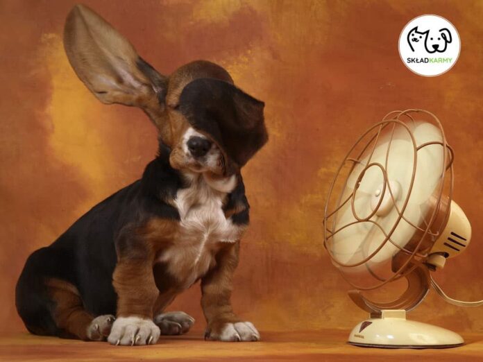 sklad-karmy-pies-upal