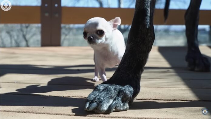 Verdens-storste-og-verdens-minste-hund.jpg